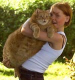Самый толстый кот на свете